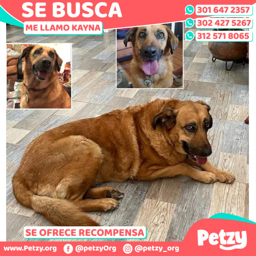 Foto de mascota Kayna