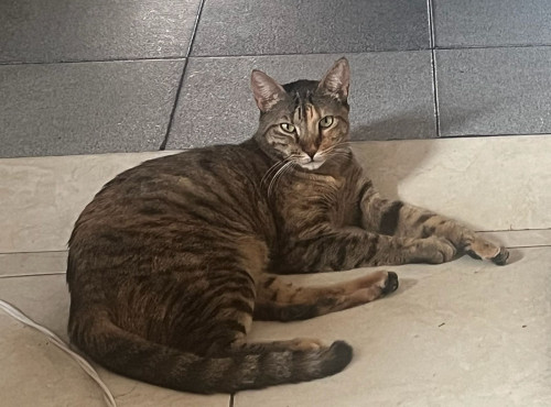 Lulú