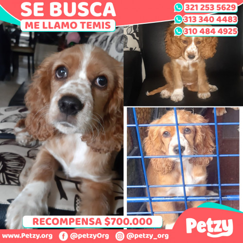 Foto de mascota Temis