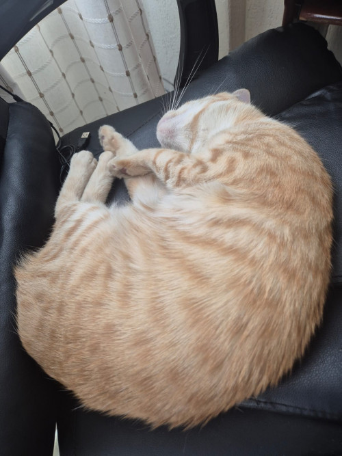 Manolo