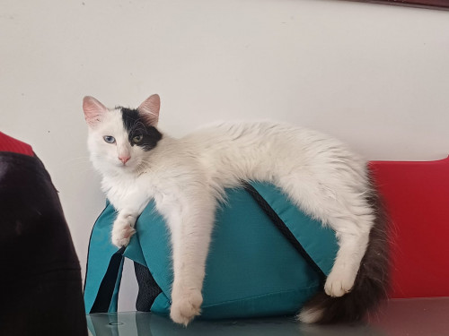 Milú