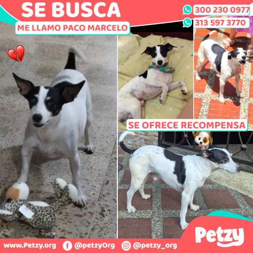 Banner de Paco Marcelo