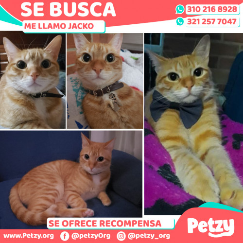 Foto de mascota Jacko