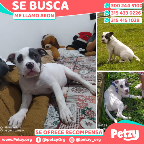 Foto de mascota Aron