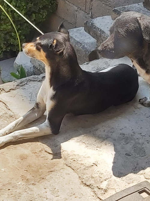 Perlita