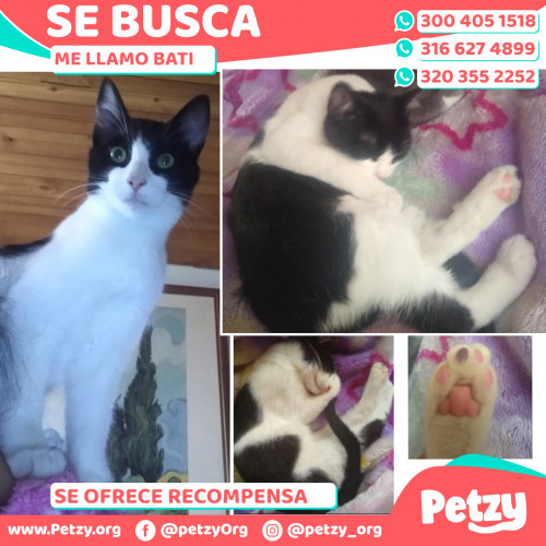 Foto de mascota Bati