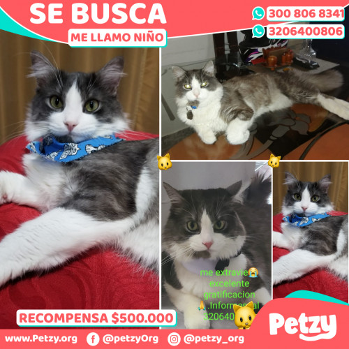 Banner de Niño