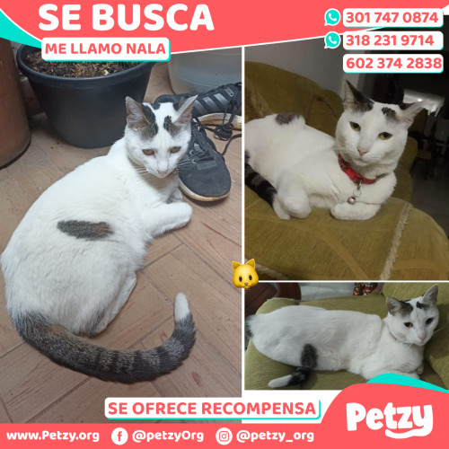 Foto de mascota Nala