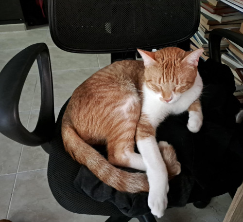 Darwin