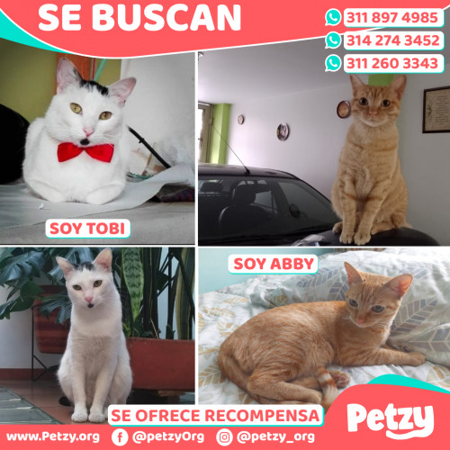 Foto de mascota Tobi Y Abby