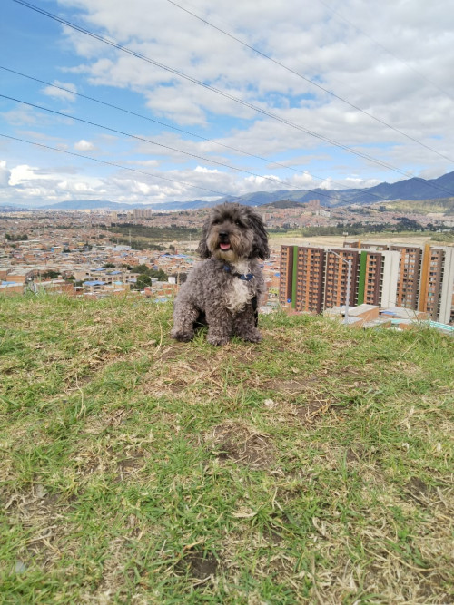 Coco