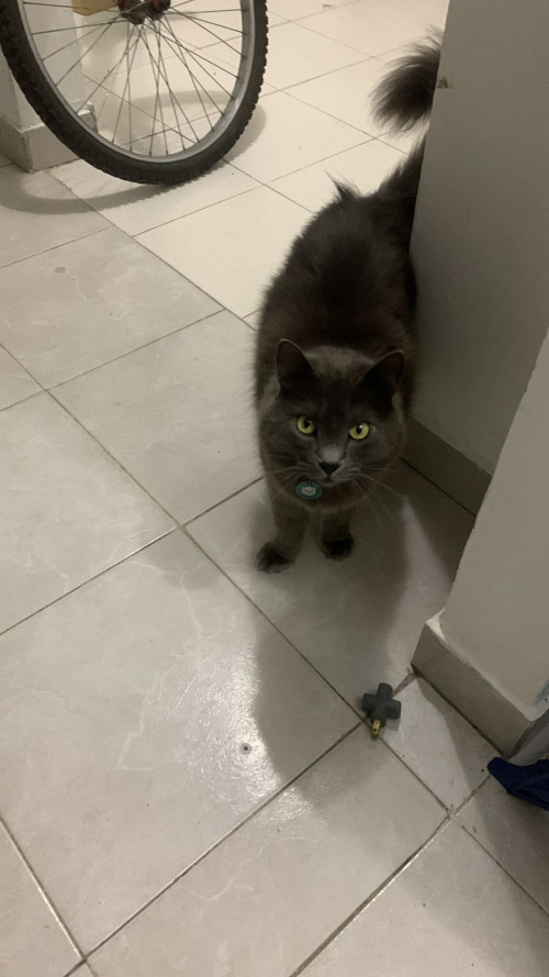 Paco