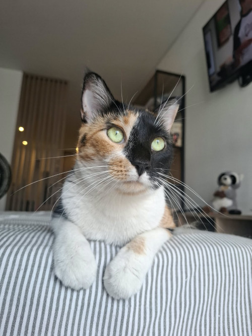 Serafina