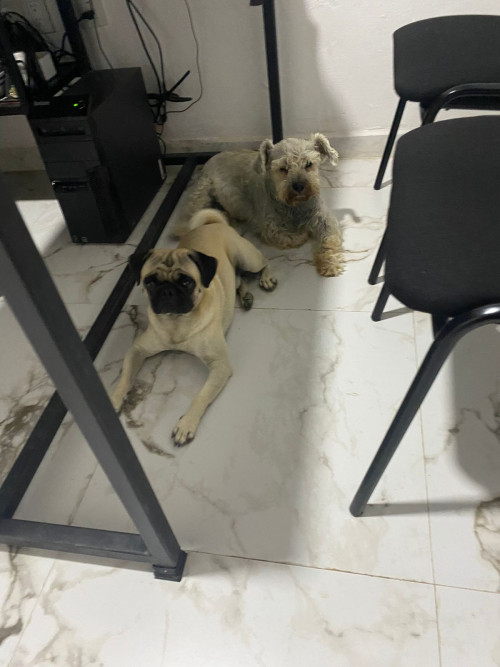 Moncho
