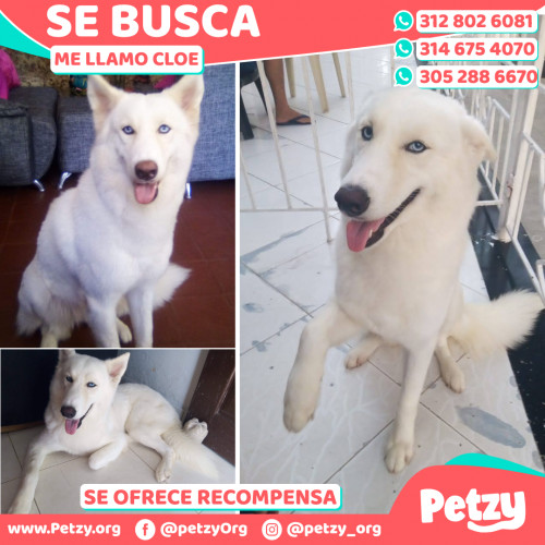 Foto de mascota Cloe