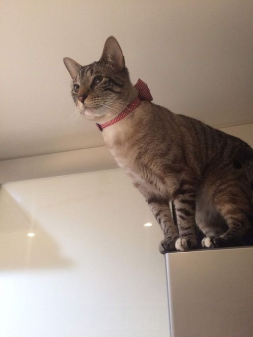 Coco