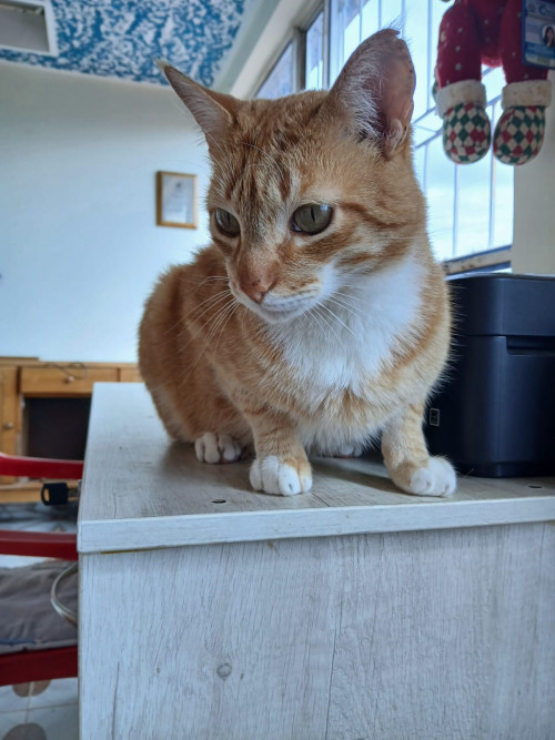 Garfield