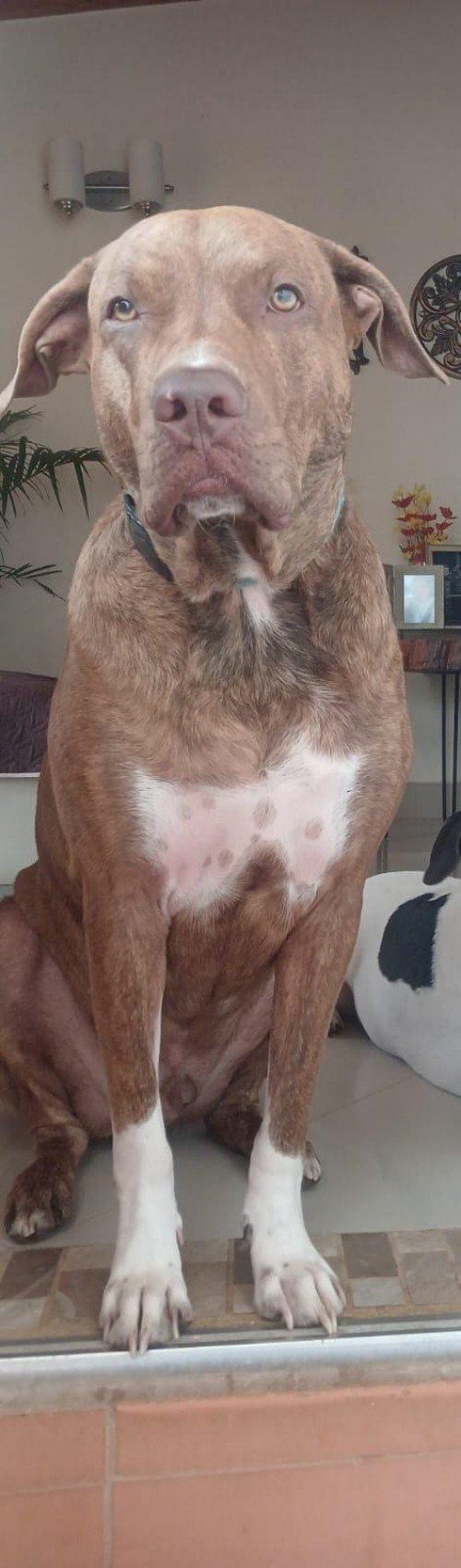 Apolo