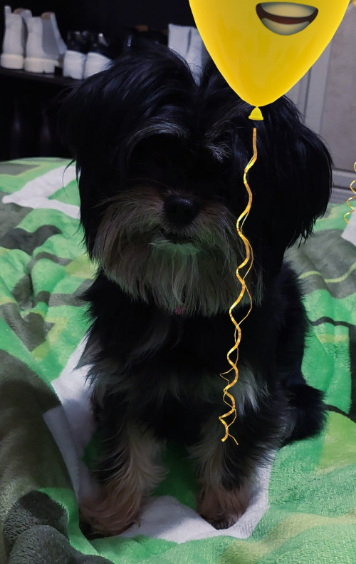 Ammy