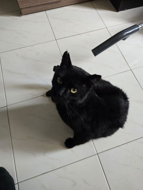 Negrito