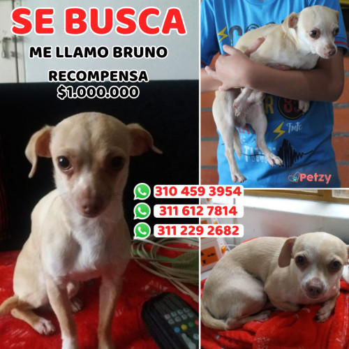 Foto de mascota Bruno