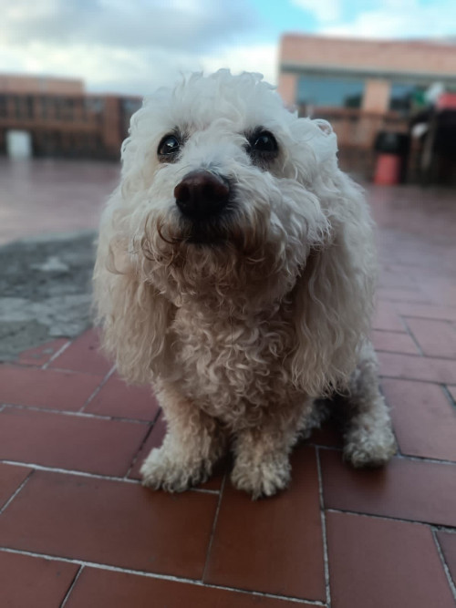 Camilo