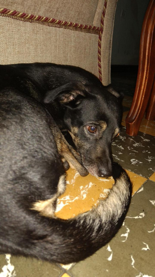 Canela Y Luna