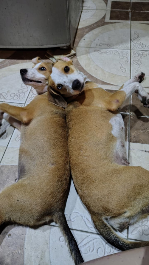Akira Y Kiro