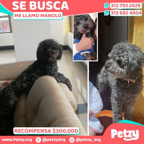 Foto de mascota Manolo