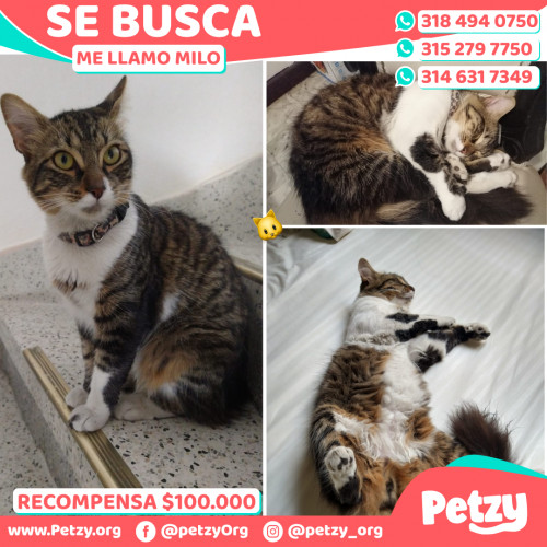 Foto de mascota Milo