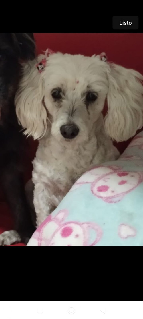 Princesa