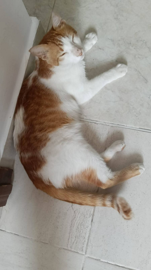 Simón