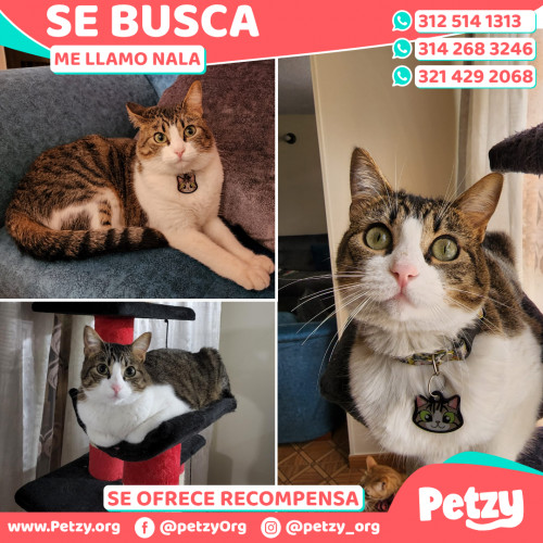 Foto de mascota Nala