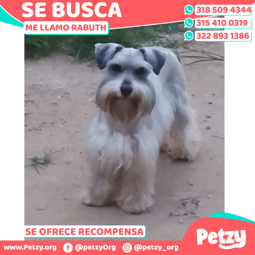 Foto de mascota Rabuth