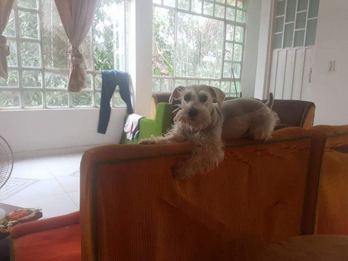 Tobi
