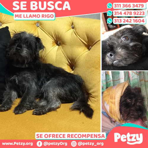 Foto de mascota Rigo