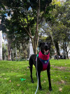Foto de Nala en  Bogotá #7