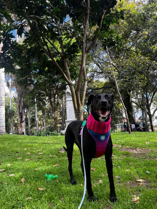 Nala