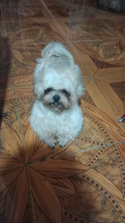 Simon