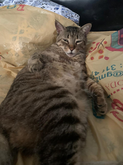 Manchas