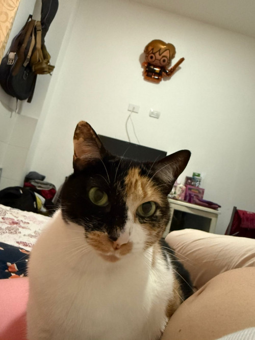 Princesa
