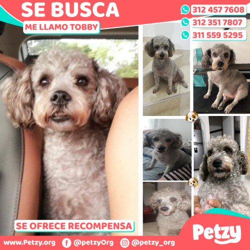 Foto de mascota Tobby