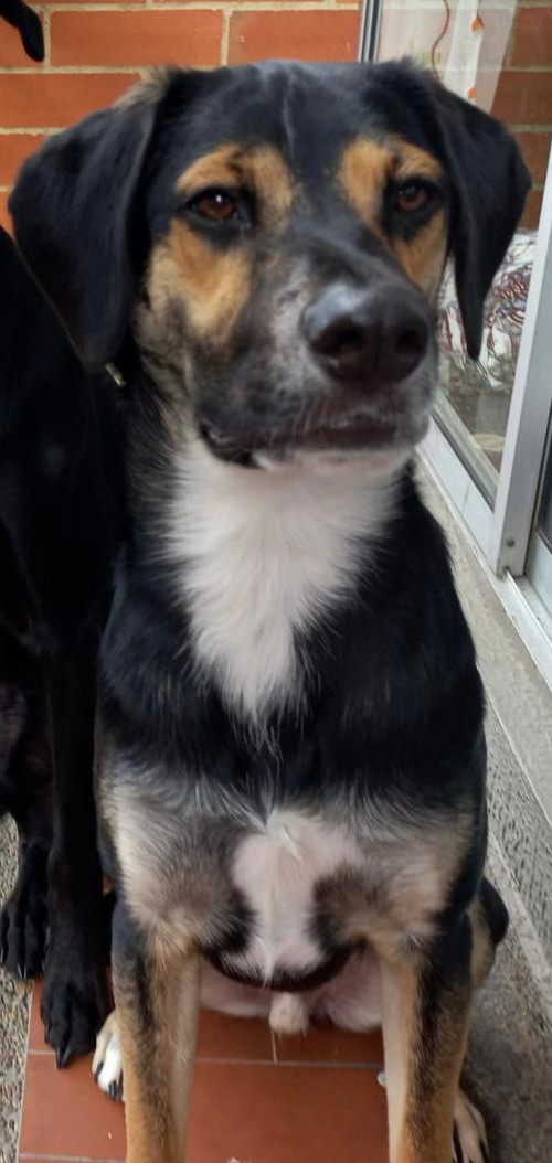 Apolo