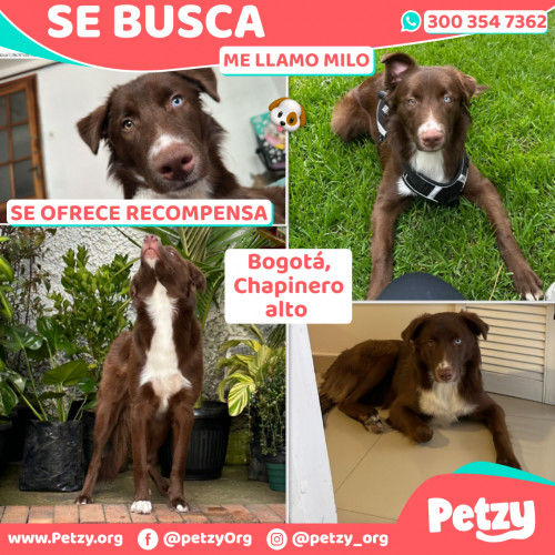 Foto de mascota Milo