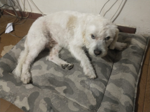 Nicolás