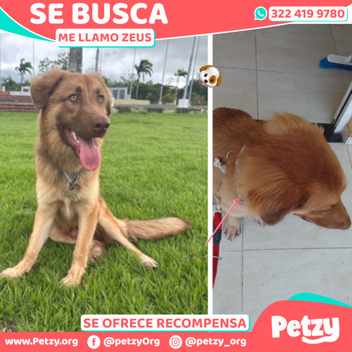 Banner de Zeus