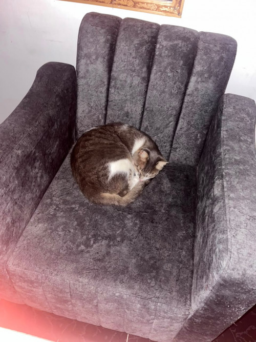 Félix