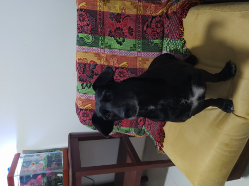 Maya