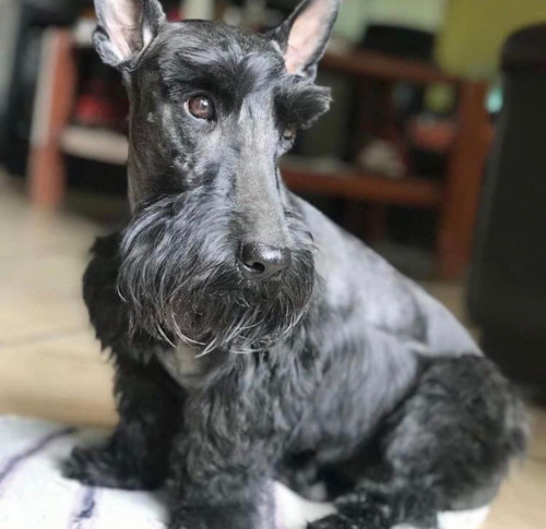 Chula