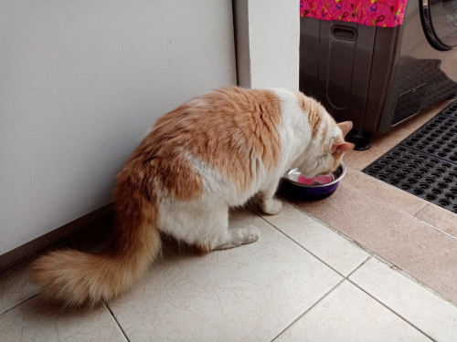 Kitty